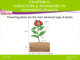 Plant Structure