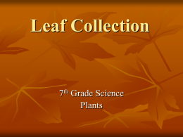 Leaf Collection - Cloudfront.net