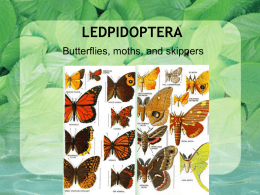 Lepidoptera, Coleoptera