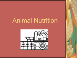 New Animal Nutrition
