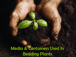 Media & Containers Used In Bedding Plants
