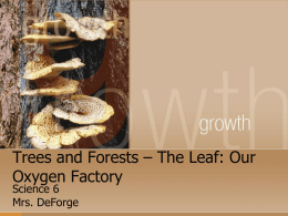 Trees and Forests – The Leaf: Our Oxygen Factory