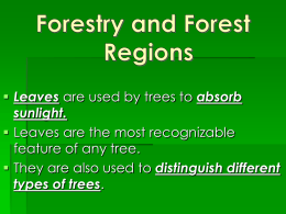 Types of Forests - Class Notes For Mr. Pantano