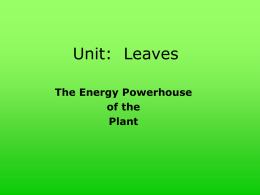 Unit: Leaves