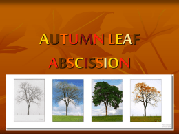autumn leaf abscission - Dallastown Area School District Moodle