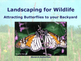 Landscaping for Butterflies