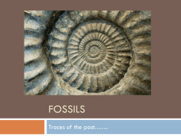 Fossils - World of Teaching