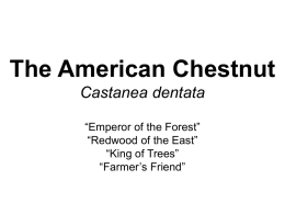 American Chestnut