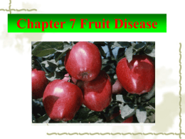 Section 2 Fruit Tree Leaf Disease