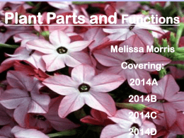 Plant parts and functions ppt