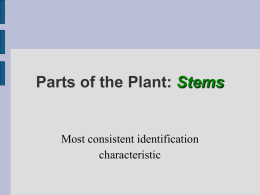 Parts of the plantStems