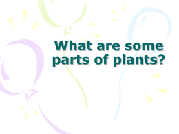 What are some parts of plants?