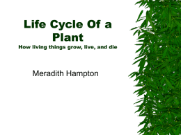 Life Cycle Of a Plant How living things grow, live, and die