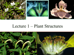 Lecture 1 Plant Structure