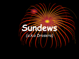 Sundews (aka Drosera)
