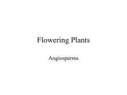 flowering plants - VCE