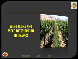WEED FLORA AND WEED DISTRIBUTION IN GRAPES