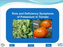 potassium in tomato