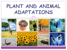 plant and animal adaptations