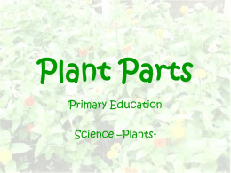 presentation_Plant