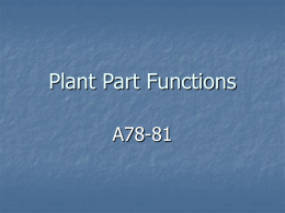 Plant Part Functions