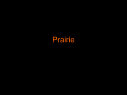 Prairie Grasses - Blue Valley Schools