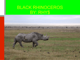 BLACK RHINOCEROS BY: RHY$ Features I`m 1.3 to 2 meters tall