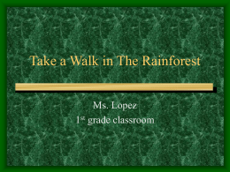 Take a Walk in The Rainforest