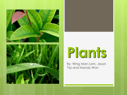 Do Plants Eat? - vsacatherinecheung