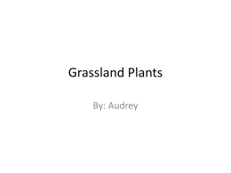 Grassland Plants - cooklowery14-15