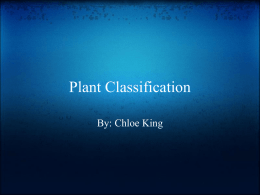 1321374638plant_classification