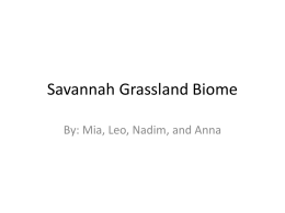 SavannahGrassland Biomemrl32 - Fitz