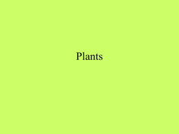 A34-Plants