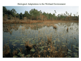 Biological Adaptations Wetlands