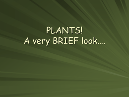 PLANTS! A very BRIEF look….