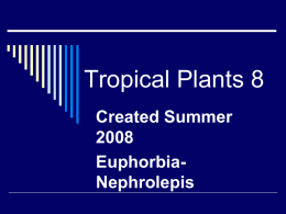 Tropical Plants - MrsLongHorticulture
