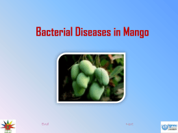 Bacterial Diseases in Mango