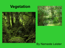 Vegetation - Succession