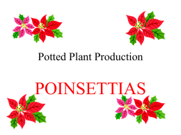 Potted Plant Production: Poinsettias