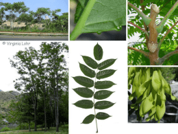 Ailanthus altissima - Natural Resources Class 2013