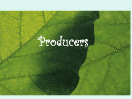 Why are plants producers?