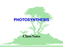 Photosynthesis 2