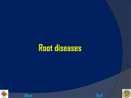 6.root diseases