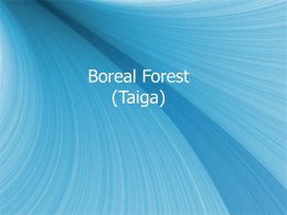 Boreal Forest (Taiga)