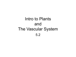 5.2 Intro to plants and vascular tissue - Blyth-Biology11