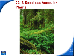 22-3 Seedless Vascular Plants