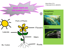 WHAT PARTS DO THE PLANTS HAVE?