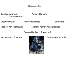 Chimpanzee description