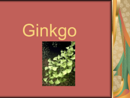 Gingko - Faculty