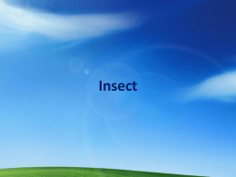Insect - kcpe-kcse
